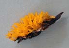 Calocera cornea